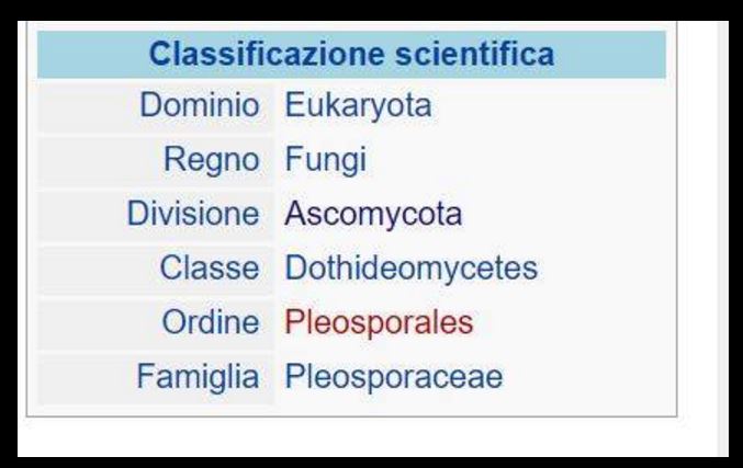 Alternaria alternata in coniugazione